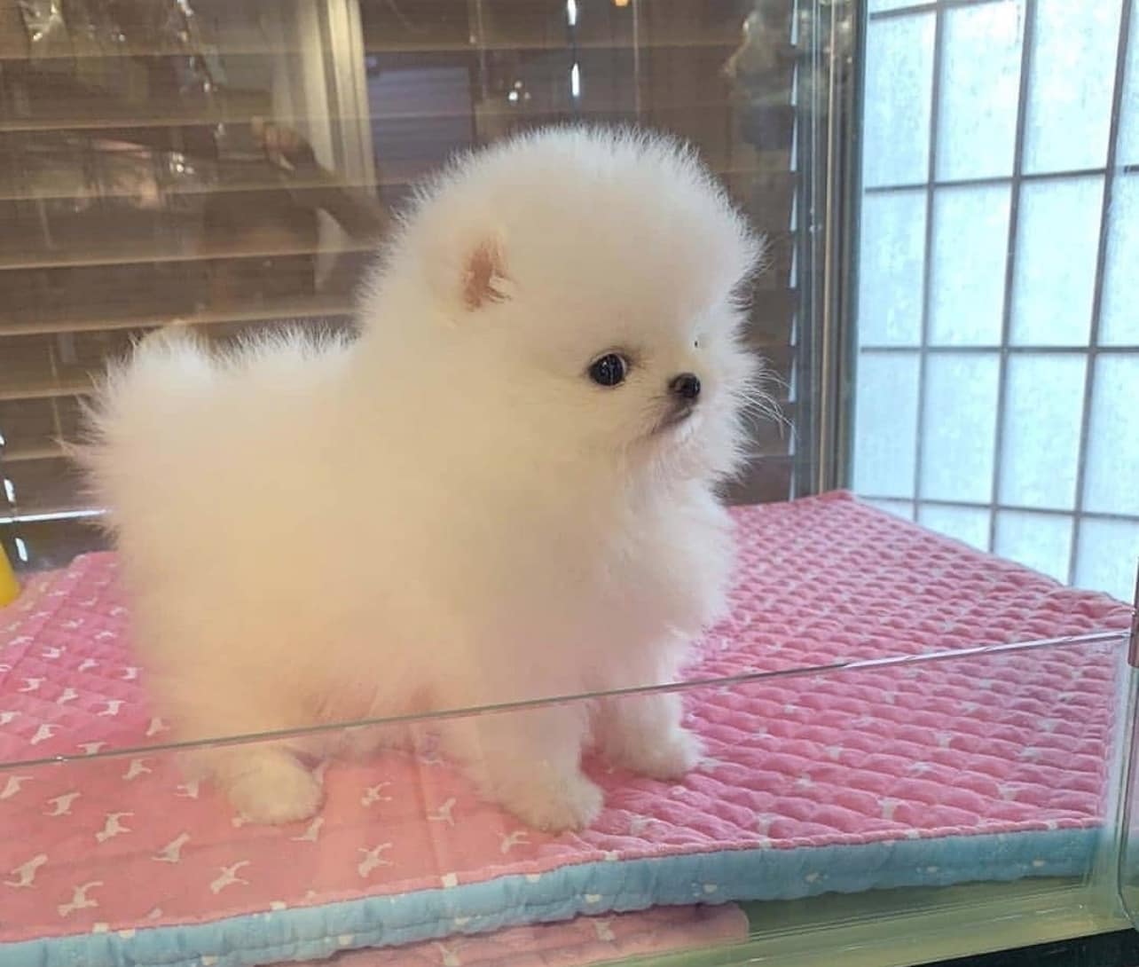 Absolutely Charming Pomeranian Puppies for sale whatsapp by text or call +33745567830