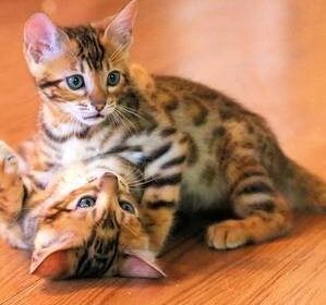 playful-kittens-jane-girardot