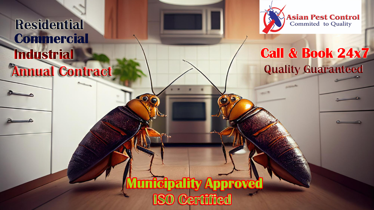 # No.1 Pest Control – High Quality & Safety